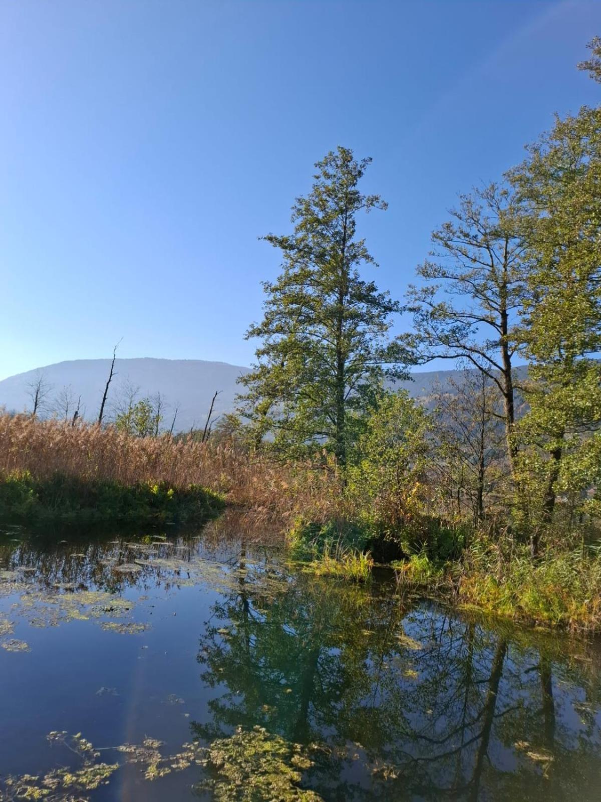 Ferienwohnung Resi Mit Traumhaftem Seepanorama Steindorf am Ossiacher See Extérieur photo